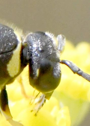 Réf. 239 620 : Eumenes sp.
